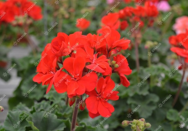 Pelargonium zonale Samara (XXL)