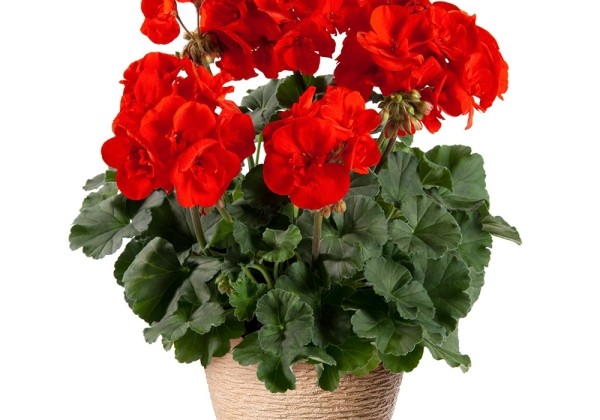 Pelargonium zonale Julia (XXL)