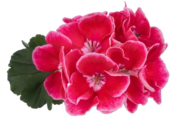 Pelargonium zonale Spanish Wine Red