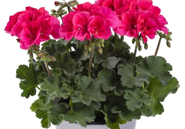 Pelargonium peltatum zonale TWOinONE Patio Coral (12cm)