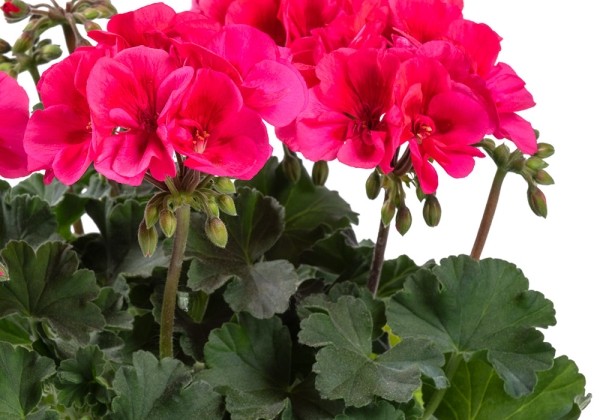 Pelargonium peltatum zonale TWOinONE Patio Coral (12cm)