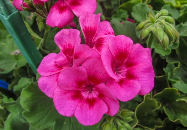 Pelargonium peltatum zonale TWOinONE Hot Pink Splash (12cm)