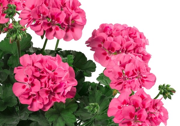 Pelargonium peltatum zonale TWOinONE Pink Splash (12cm)