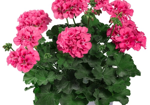 Pelargonium peltatum zonale TWOinONE Pink Splash (12cm)