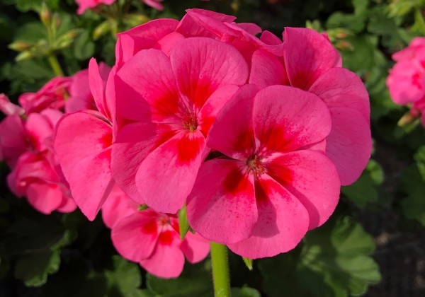 Pelargonium peltatum zonale TWOinONE Patio Pink Eye (12cm)