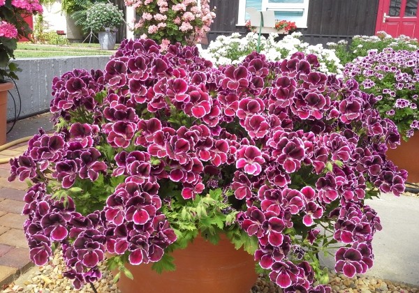 Pelargonium grandiflorum Aristo Black Beauty