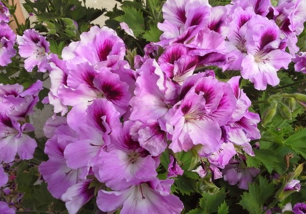 Pelargonium grandiflorum Aristo Orchid