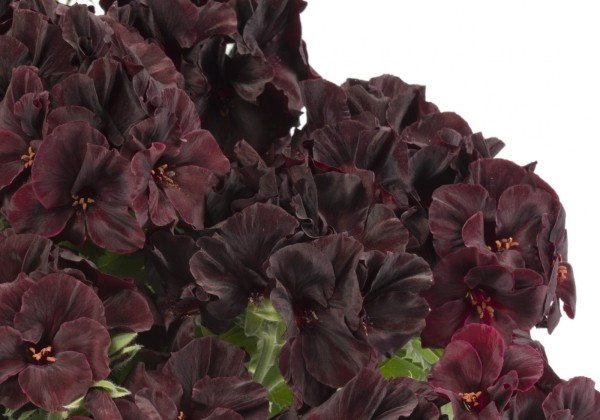 Pelargonium grandiflorum Aristo Black Velvet