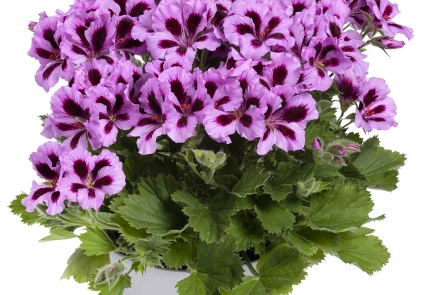 Pelargonium grandiflorum Aristo Lilac Purple