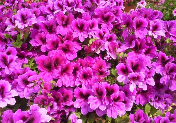 Pelargonium grandiflorum Aristo Burgundy