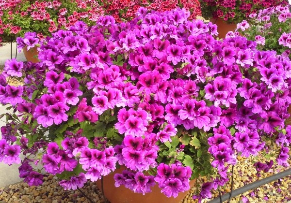 Pelargonium grandiflorum Aristo Burgundy