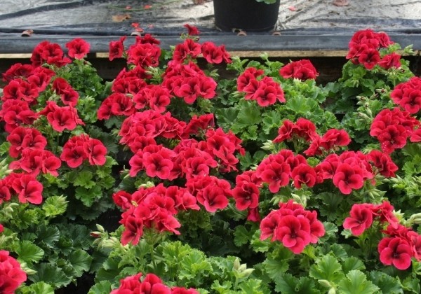 Pelargonium grandiflorum Candy Flowers Bright Red