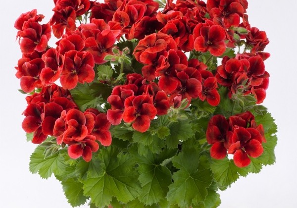 Pelargonium grandiflorum Candy Flowers Bright Red