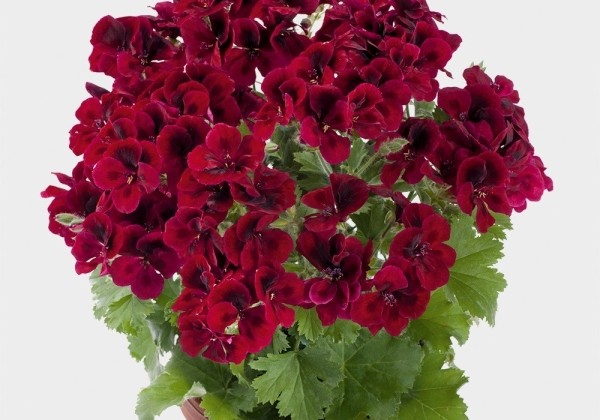 Pelargonium grandiflorum Candy Flowers Dark Red