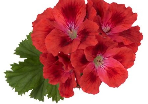 Pelargonium grandiflorum Candy Flowers Scarlet Eye