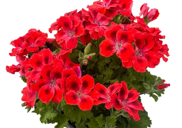 Pelargonium grandiflorum Candy Flowers Scarlet Eye