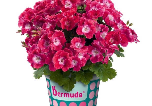 Pelargonium grandiflorum Bermuda Cherry