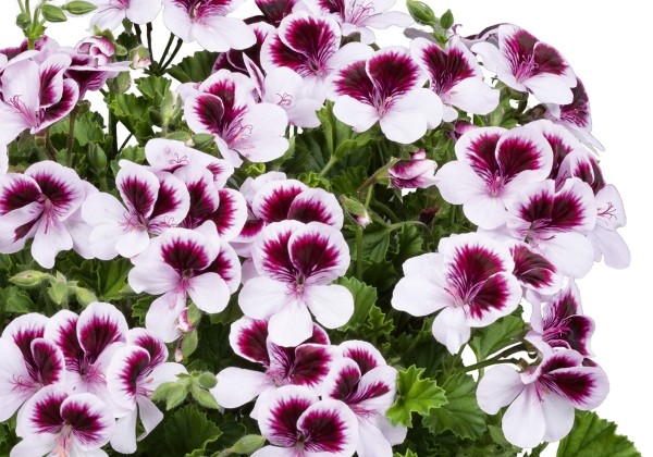Pelargonium zonale, smaržlapu Angels Perfume Bicolor