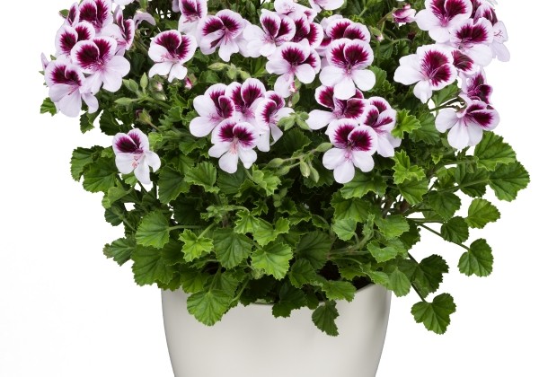 Pelargonium zonale, smaržlapu Angels Perfume Bicolor