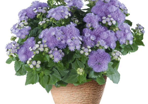 Ageratum houstonianum Ariella Blue Impr. (12cm)