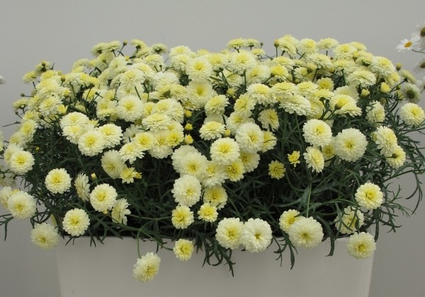 Argyranthemum frutescens Day-Zee Double Vanilla (12 cm)