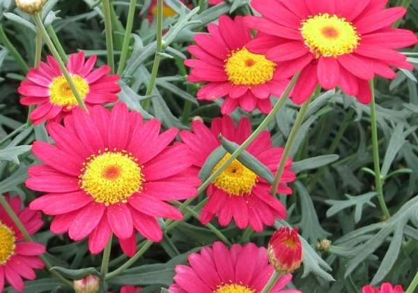 Argyranthemum frutescens Day-Zee Red (12 cm)