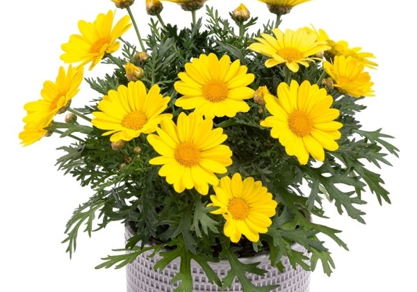 Argyranthemum frutescens Day-Zee Lemon yellow (12 cm)