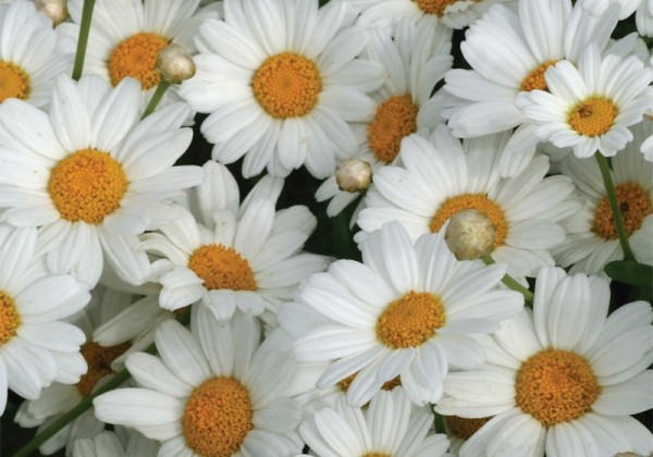 Argyranthemum frutescens Day-Zee Milk (12 cm)