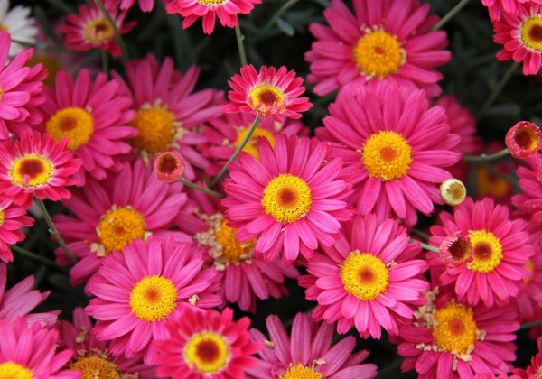 Argyranthemum frutescens Day-Zee Dark Rose (12 cm)