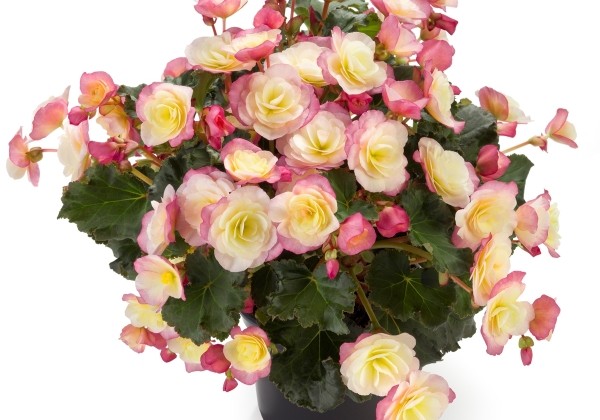 Begonia Sunbrero Bicolor