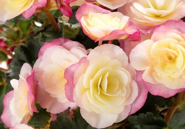 Begonia Sunbrero Bicolor