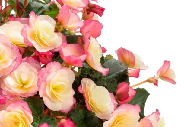 Begonia Sunbrero Bicolor
