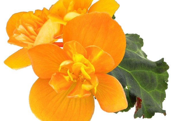 Begonia Sunbrero Bright Orange