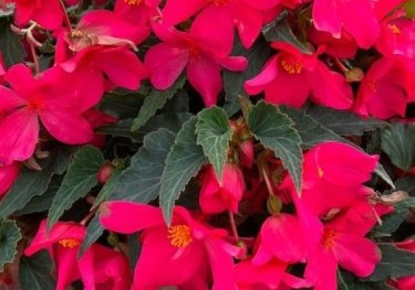 Begonia Sunbrero Basket Pink