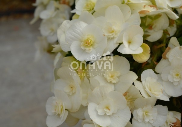 Begonia Sunbrero Clara
