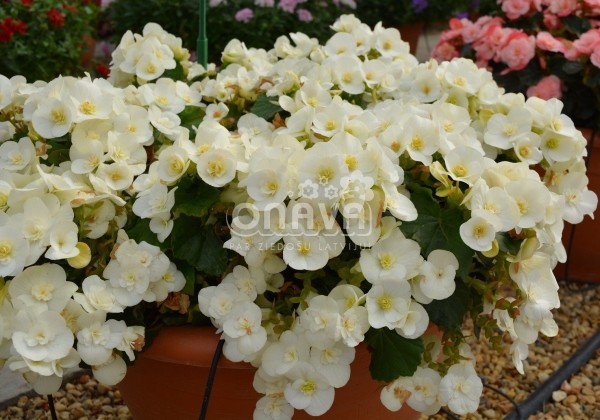 Begonia Sunbrero Clara