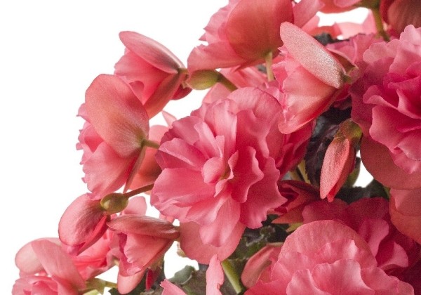 Begonia Sunbrero Pink 24