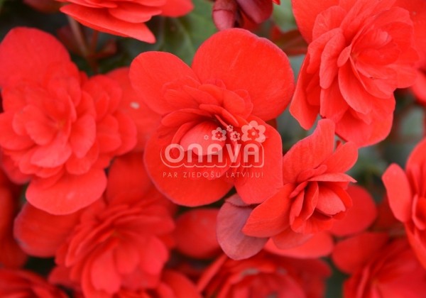 Begonia Sunbrero Red