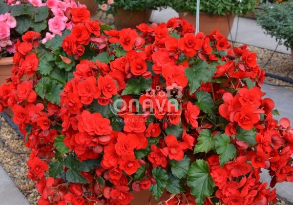 Begonia Sunbrero Red