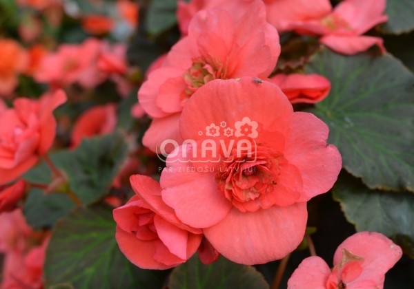 Begonia Sunbrero Dark Pink