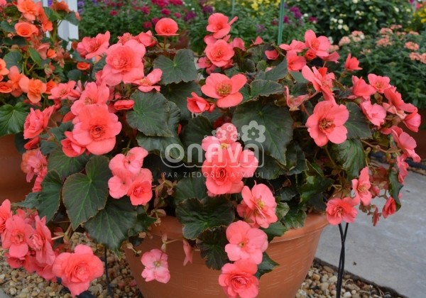Begonia Sunbrero Dark Pink