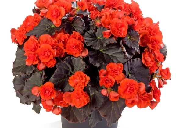 Begonia Sunbrero Dark Orange