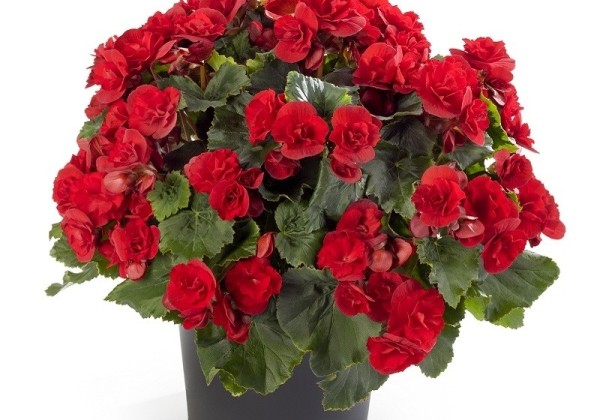 Begonia Sunbrero Scarlet