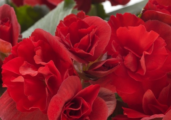 Begonia Sunbrero Scarlet
