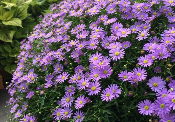 Brachyscome iberidifolia Mauve Delight