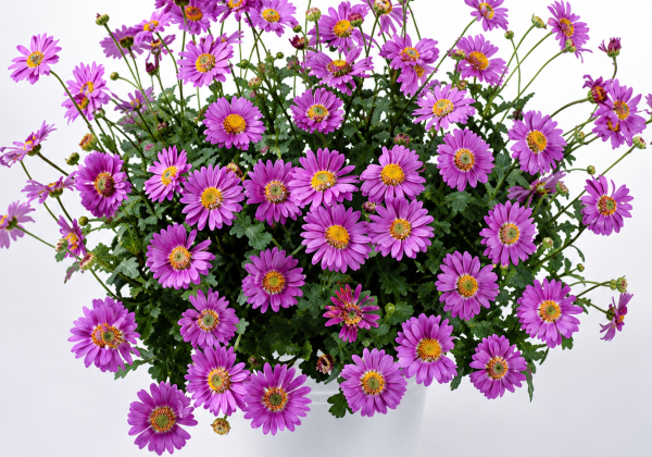 Brachyscome iberidifolia Fresc Pink