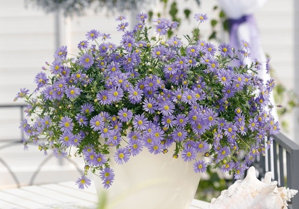 Brachyscome iberidifolia Brasco Violet