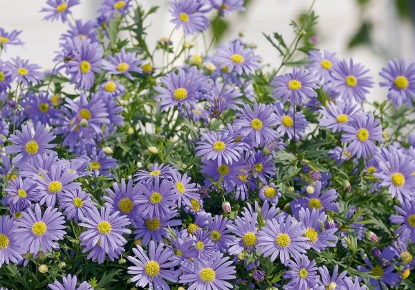 Brachyscome iberidifolia Brasco Violet