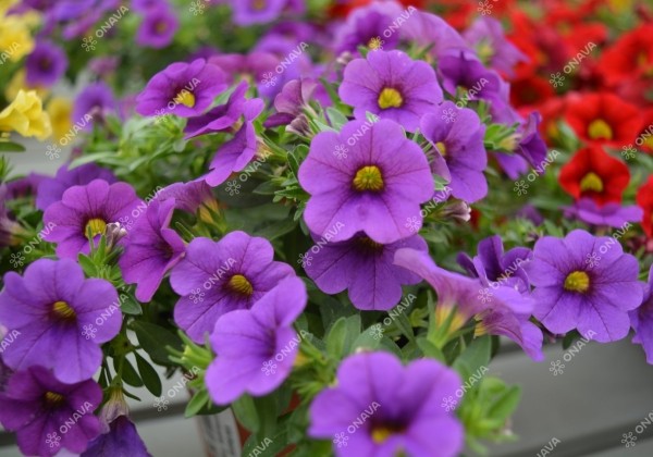 Calibrachoa hybrida PortuCal (Calicushion) Compact Blue