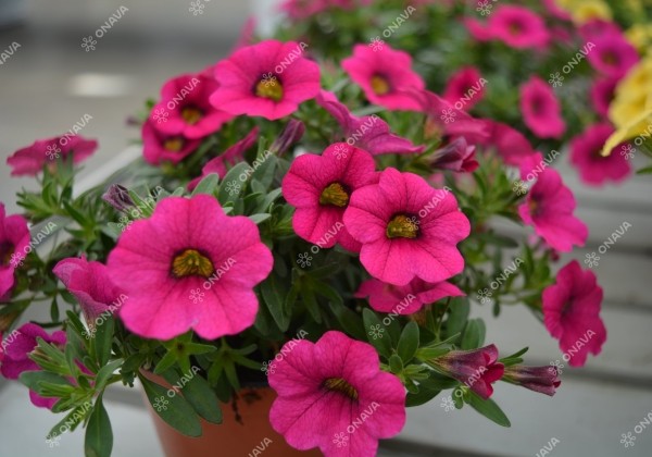 Calibrachoa hybrida PortuCal (Calicushion) Compact Pink